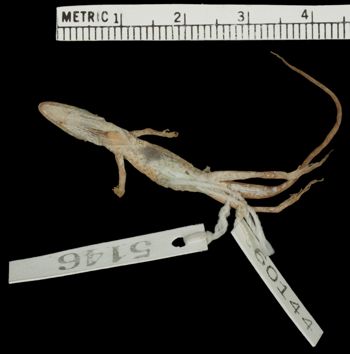 Media type: image;   Herpetology R-60144